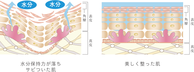 水分保持力が落ちサビついた肌と美しく整った肌の構造