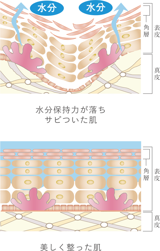 水分保持力が落ちサビついた肌と美しく整った肌の構造